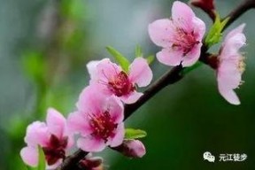 一朵烂桃花,烂桃花背后的情感漩涡